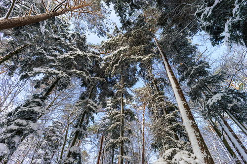 Beautiful snowy forest landscape, season concept photo