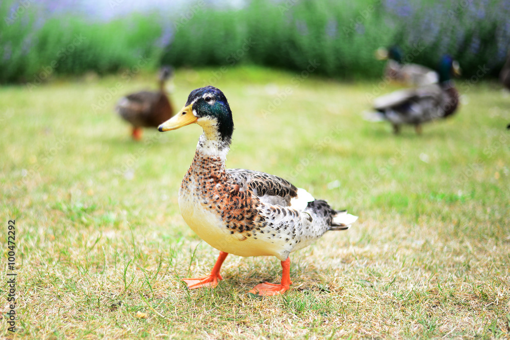 Obraz premium Ducks in a grass