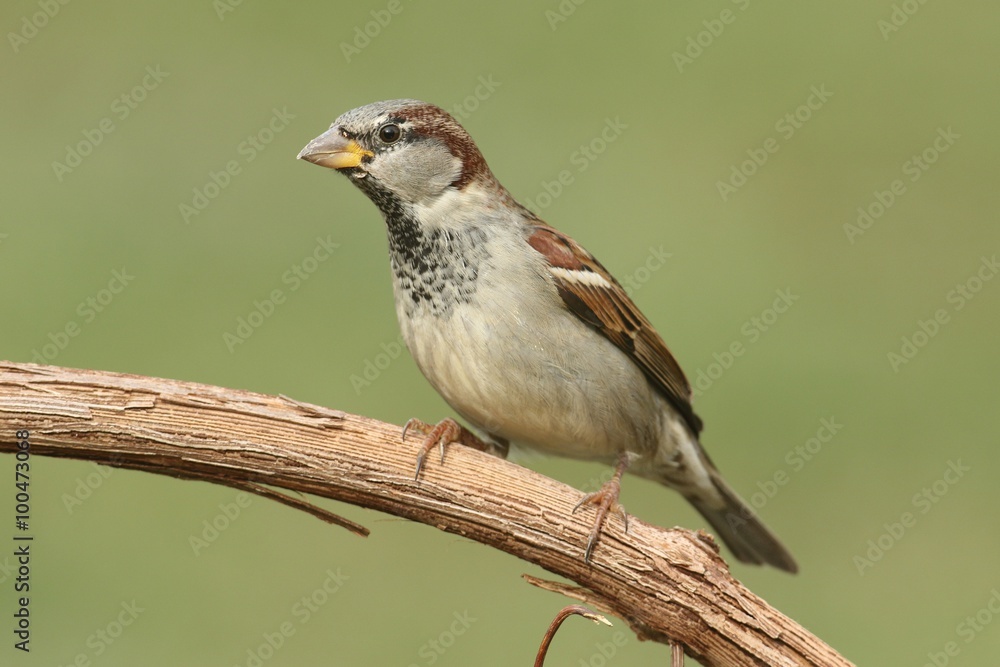 Male House Sparrow Male House Sparrow