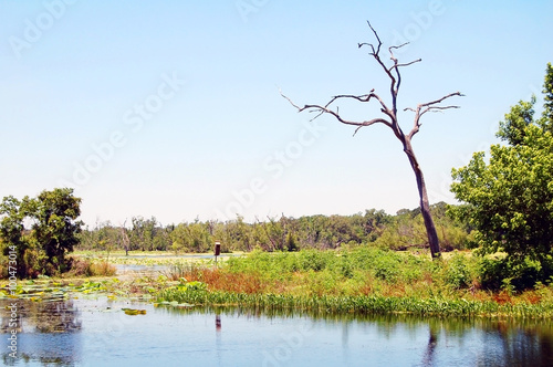 Texas wetlands with lillies and blue sky