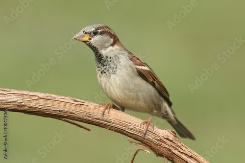 Male House Sparrow © Steve Byland