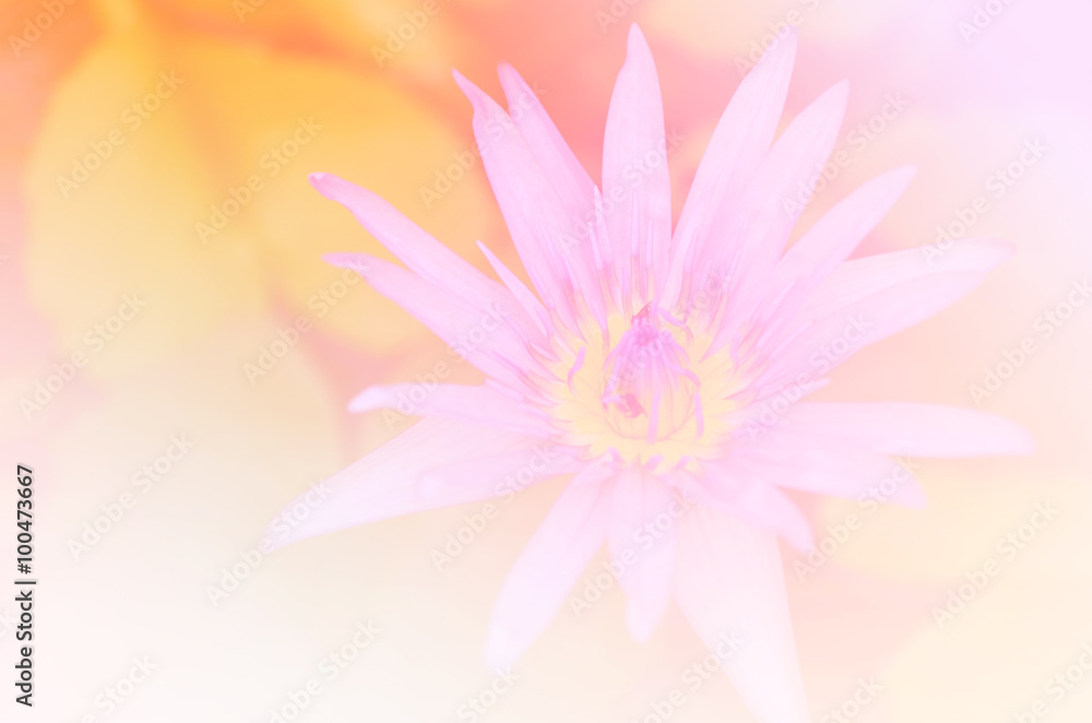 Fototapeta premium Beautiful soft color pink and blue flowers backgrounds nature - Lotus
