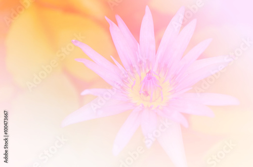Beautiful soft color pink and blue flowers backgrounds nature - Lotus