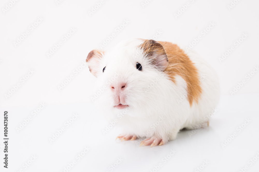 Fototapeta premium Tame curios pet isolated on white background. Cute white and brown guinea pig