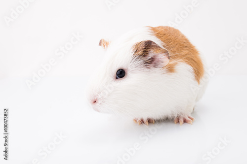 Tame curios pet isolated on white background. Cute white and brown guinea pig