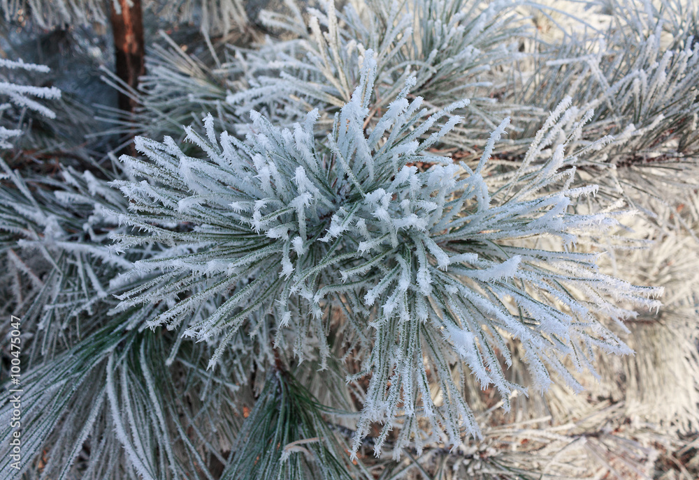 Winter frost on spruce tree close-up. Nature Winter frost on spruce tree close-up. Nature