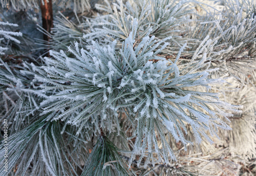 Winter frost on spruce tree close-up. Nature