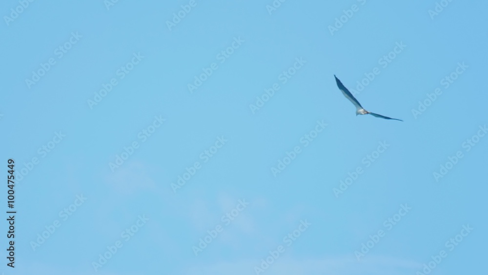 White-bellied sea-eagle (Haliaeetus leucogaster) White-bellied sea-eagle (Haliaeetus leucogaster)