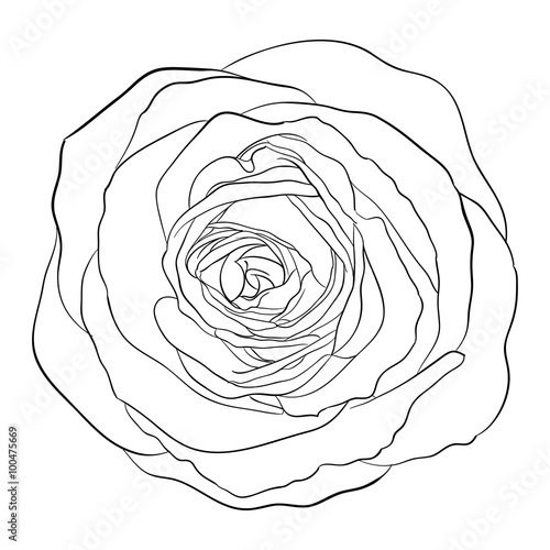 Beautiful monochrome black and white rose isolated