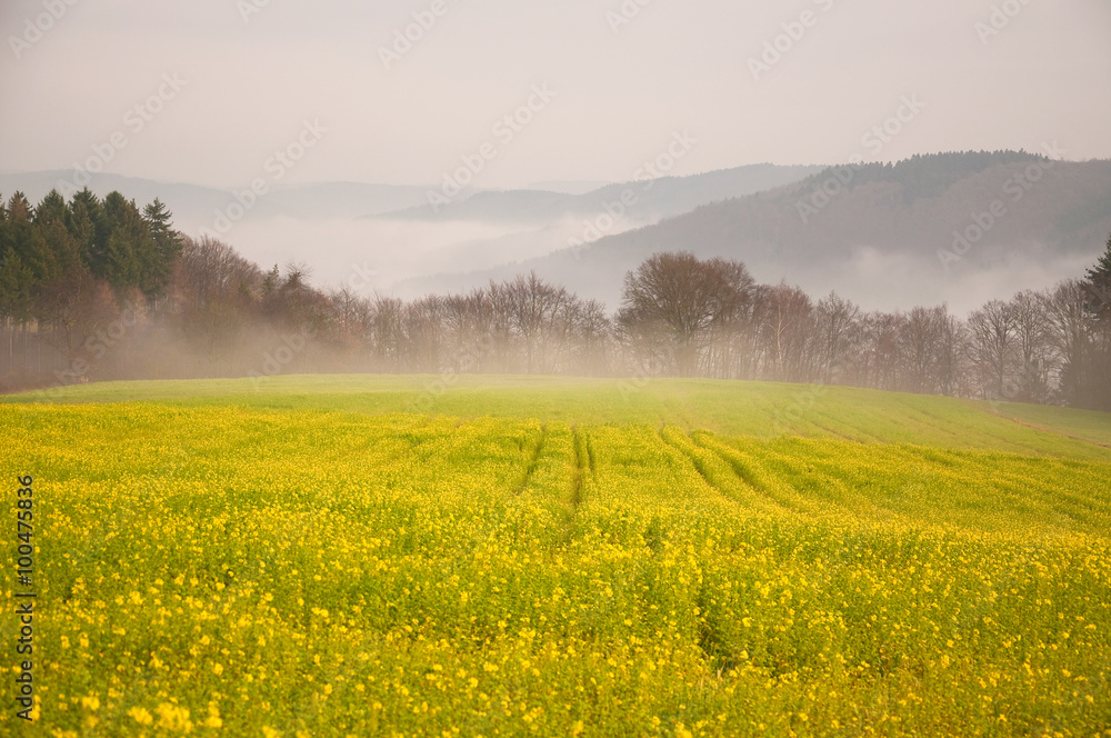 Obraz premium Rapsfeld im Nebelschleier