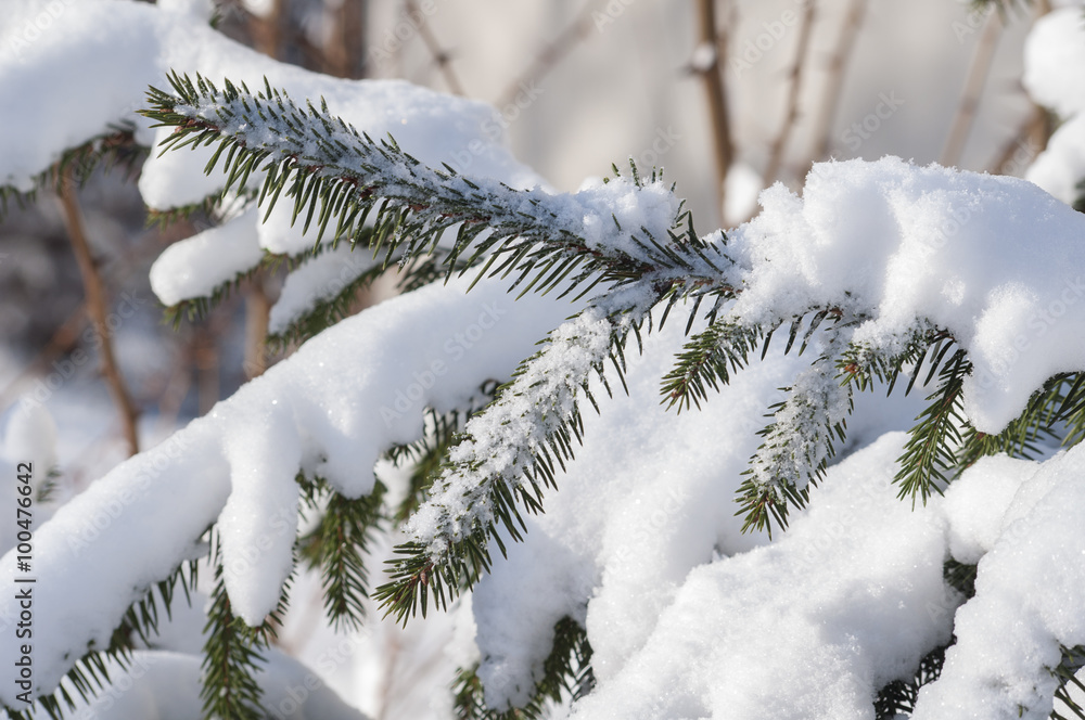 
Winter .zimnyaya nature, plants in the snow,