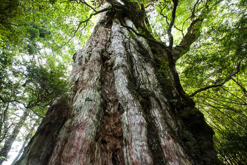 Huge cedar full of life force that lives beyond history. 屋久島の紀元杉