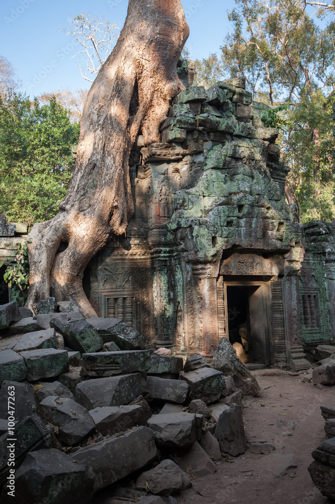 Tree growing on Ta Phrom Ruined temple ,Angkor Wat, Cambodia