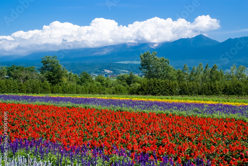 北海道・中富良野町・富田ファームのお花畑