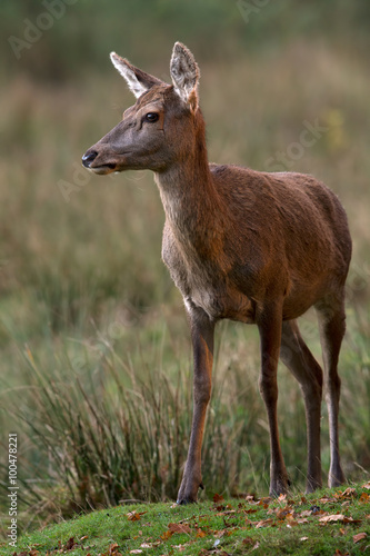 Red Deer Stag (Cervus Elaphus)/Red Deer Hind in long grass at the edge of forest
