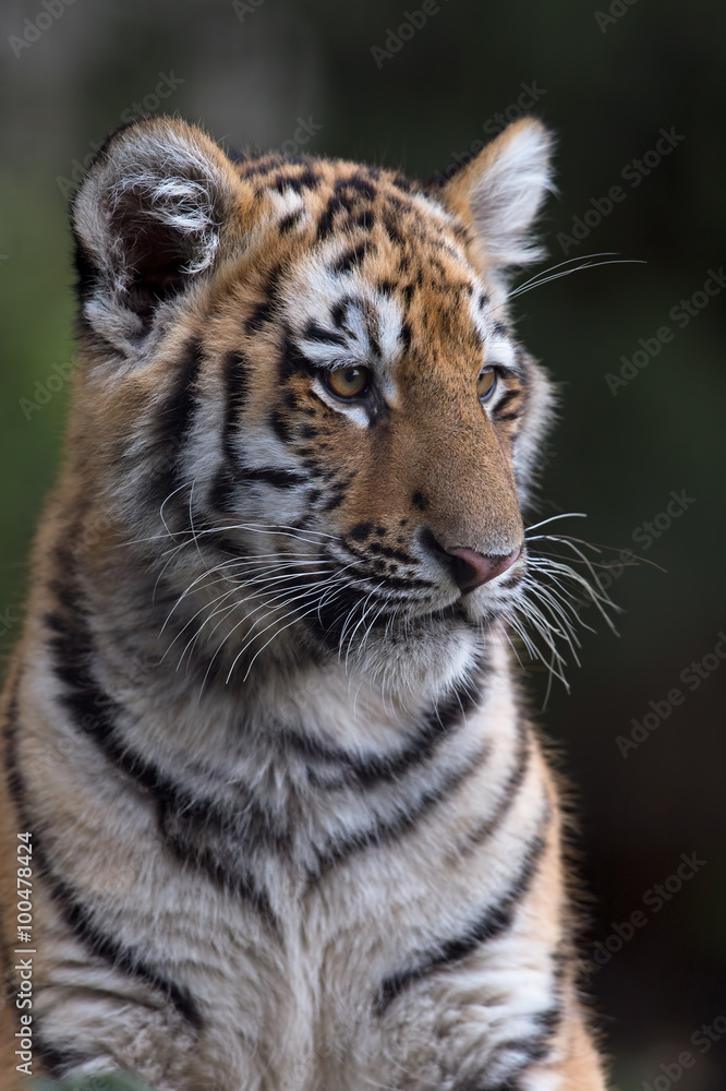 Fototapeta premium Siberian Tiger Cub (Panthera Tigris Altaica)/Siberian Tiger Cub against a dark background