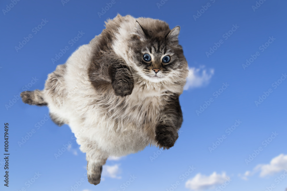 Naklejka premium zabawny kot lewituje na niebieskim niebie