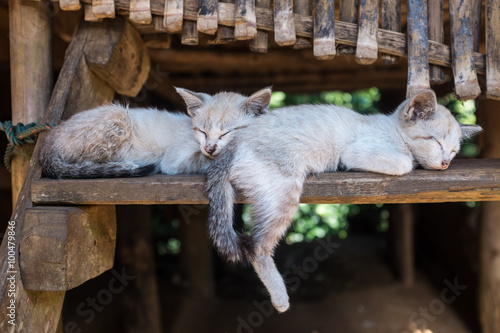 Valokuvatapetti Karen hill tribe kittens sleeping