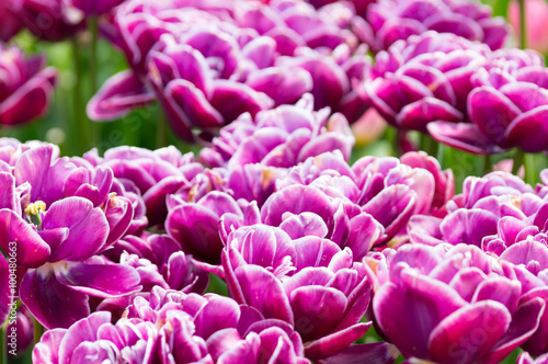 Flowerbed full of tulips - Donato