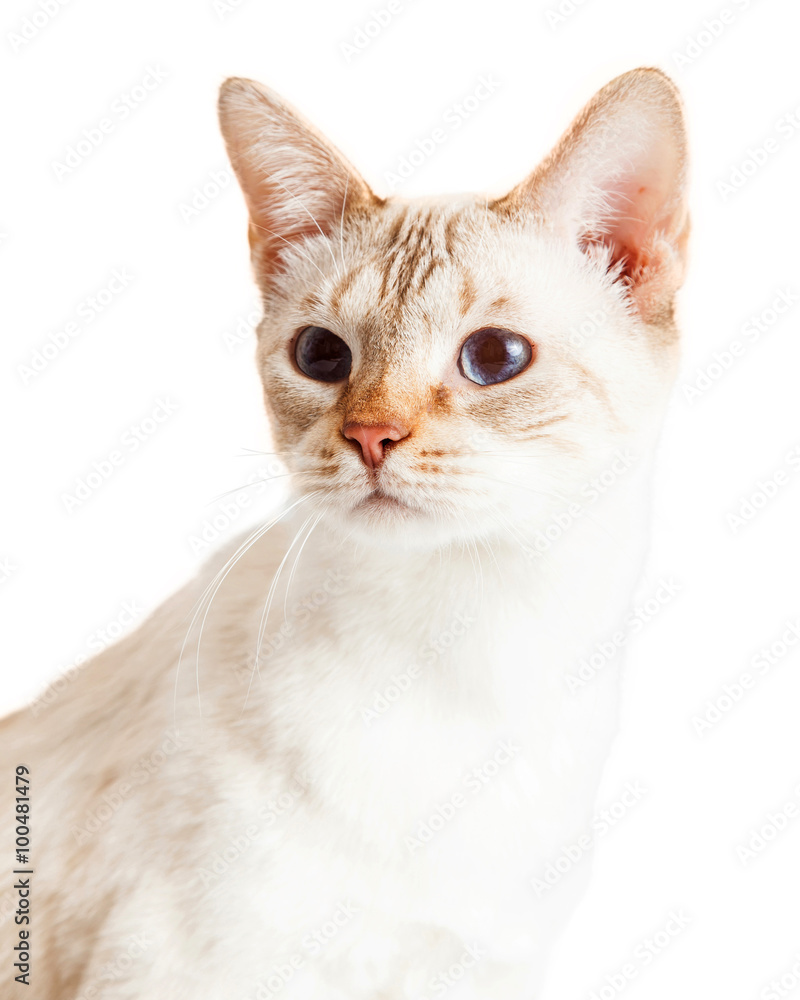 Closeup Cute Light Color Kitten Closeup Cute Light Color Kitten