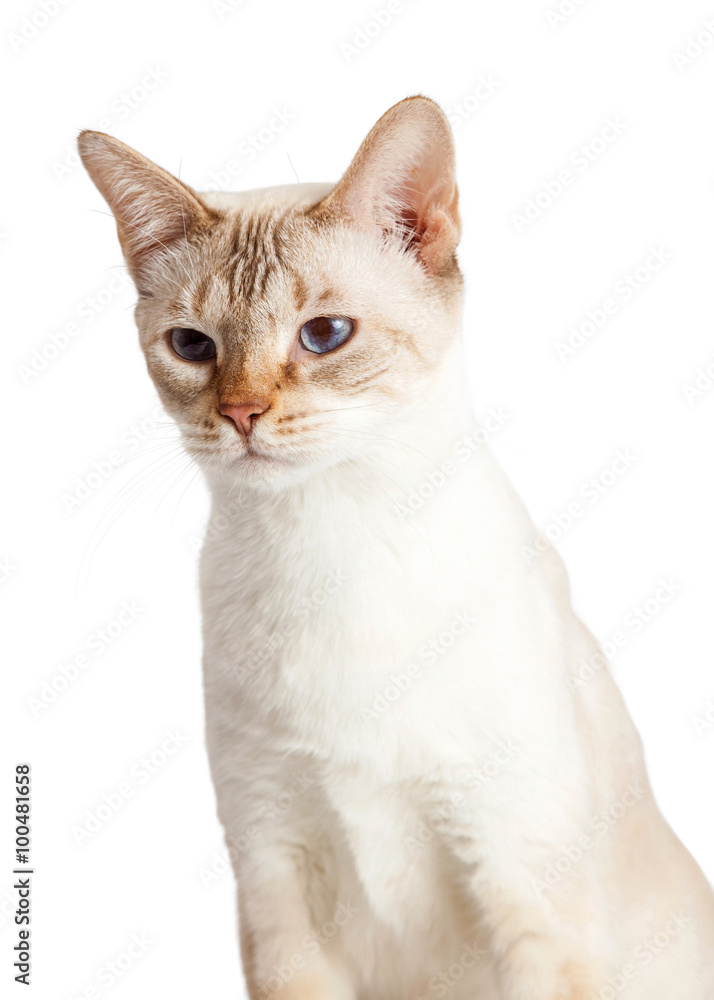 Closeup Cute Siamese Kitten Looking Side Closeup Cute Siamese Kitten Looking Side