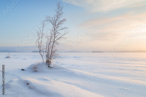 A couple of snowy trees, snowbanks and frozen and snowy lake in Tampere, Finland at a sunny day in the winter.