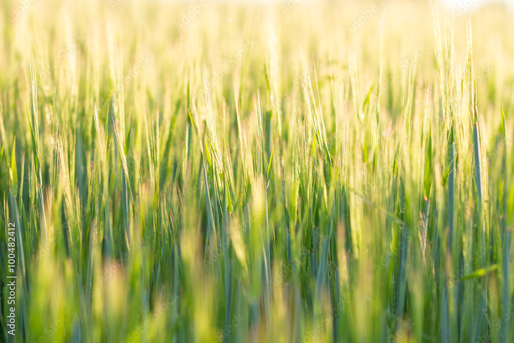 Close up barley field image with selective focus