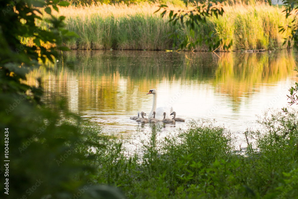 White swan family on the lake White swan family on the lake