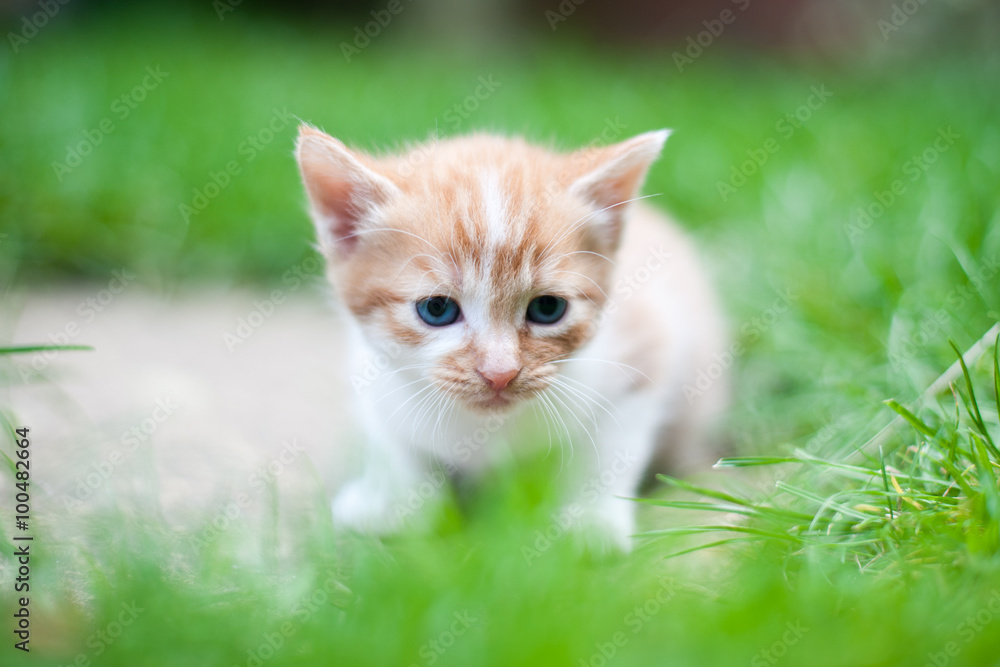 New born kitten sitting on the grass looking sad and lonely