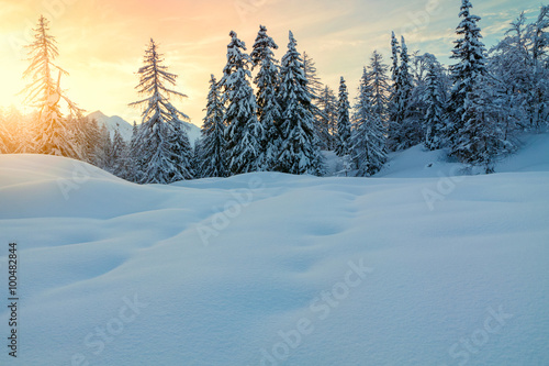 Cosy winter scene with snow covered trees in the mountains © rolandbarat