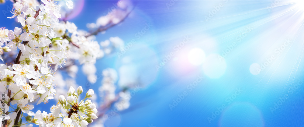 Obraz premium Wiosna Kwitnąca - Białe Kwiaty I Światło Słoneczne Na Niebie