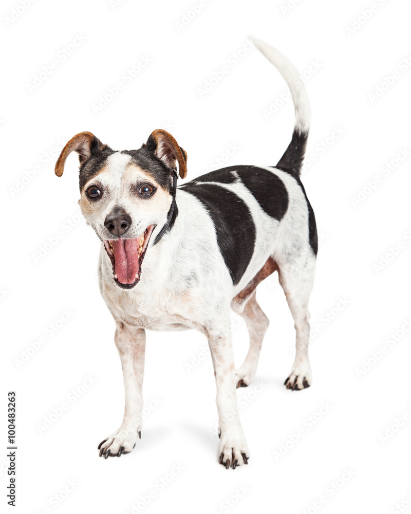 Jack Russell Crossbreed Dog Yawning