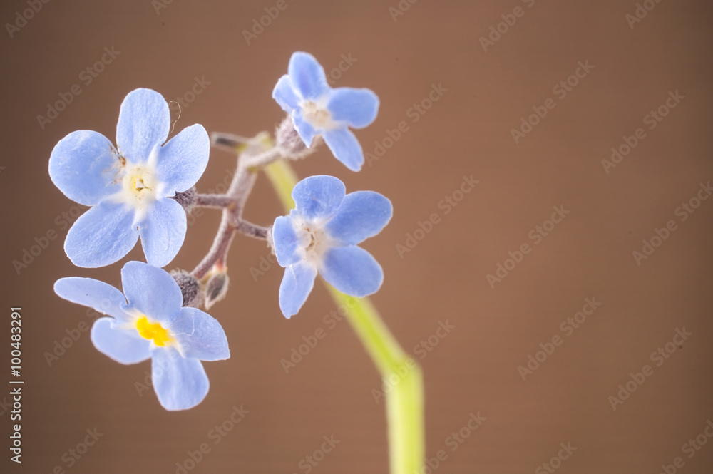 Forget-me-nots myosotis blue petals against brown background