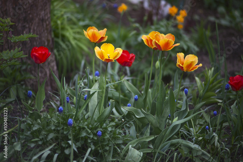 Red, yellow-orange tulips and blue Muscari in the garden