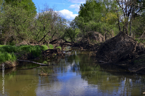 Old trees on the river. Nara River  Russia  Moscow region