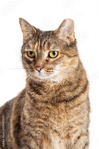 Tabby Cat Closeup Ear Tipped © adogslifephoto