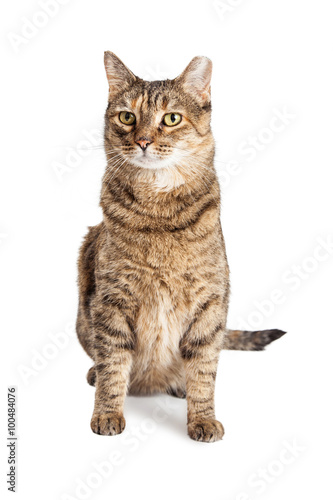 Tabby Cat With Ear Tipped