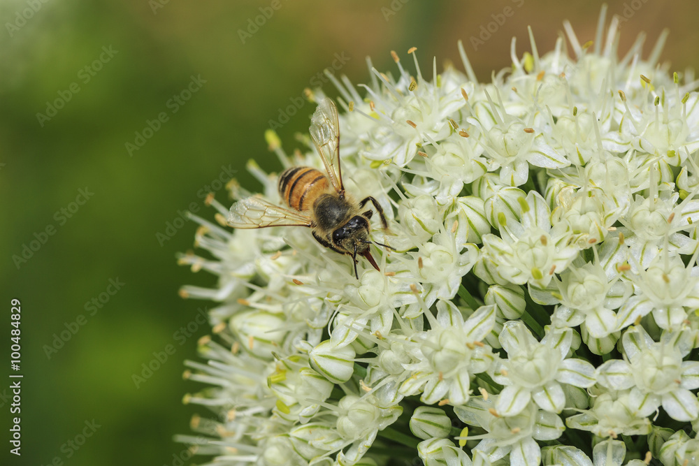 Bee on onion flowers Bee on onion flowers