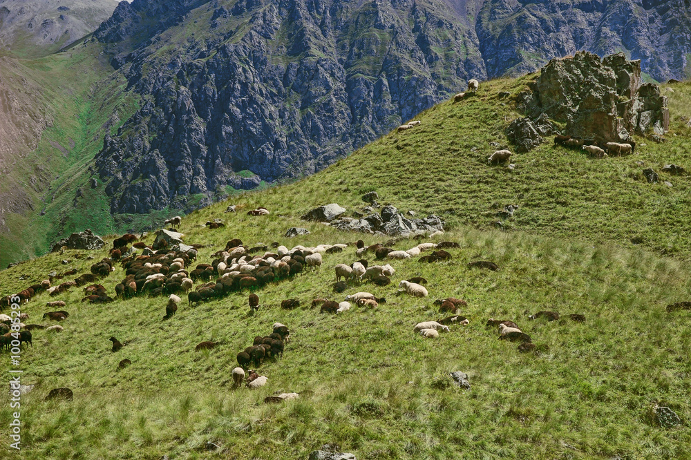 Sheep and goats on a mountain pasture. Caucasus, Russia.