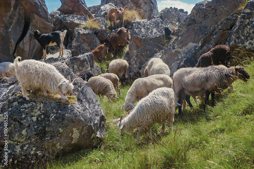 Sheep and goats on a mountain pasture. Caucasus, Russia.