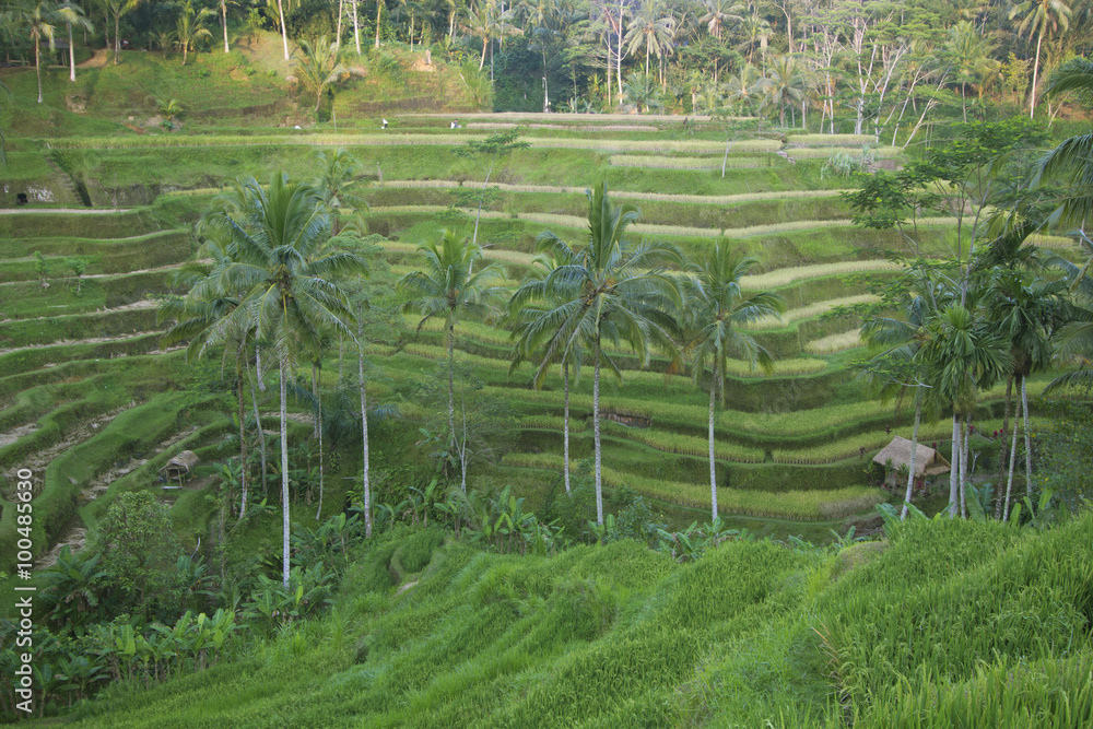 Tegalalang rice terrace, bali, indonesia