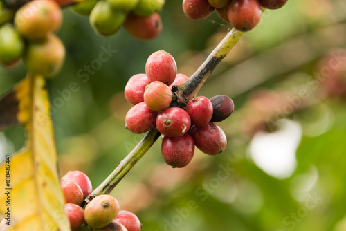 coffee beans on twig