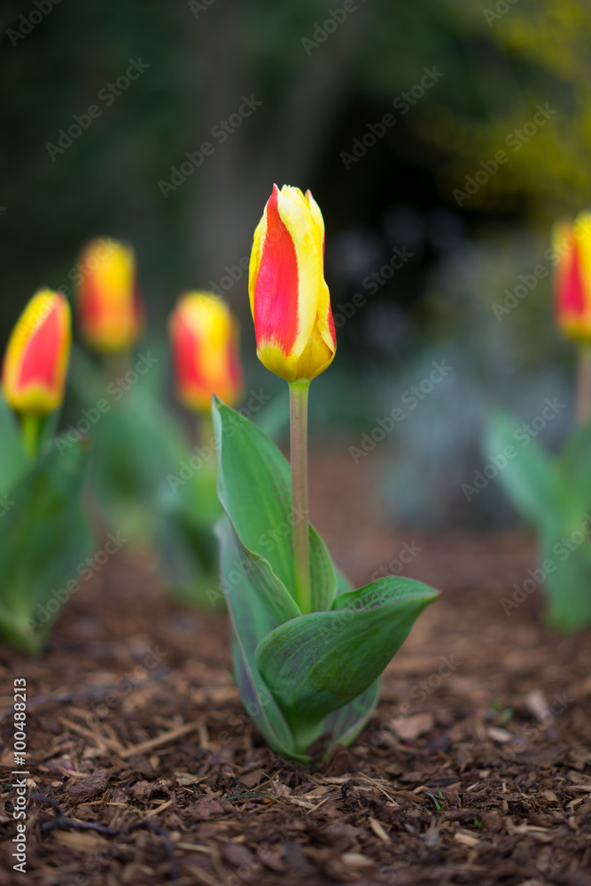 Obraz premium Tulpen