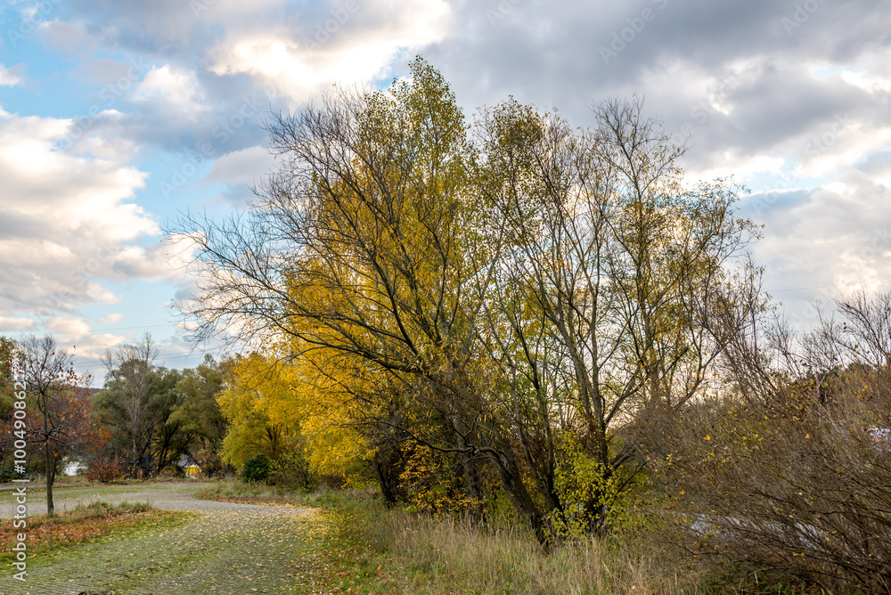 Yellow maple tree near parking lot autumn Yellow maple tree near parking lot autumn