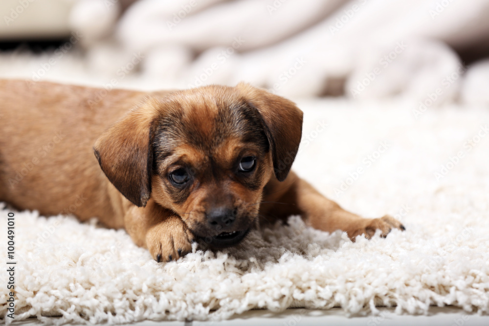 Cute puppy lying on carpet at home