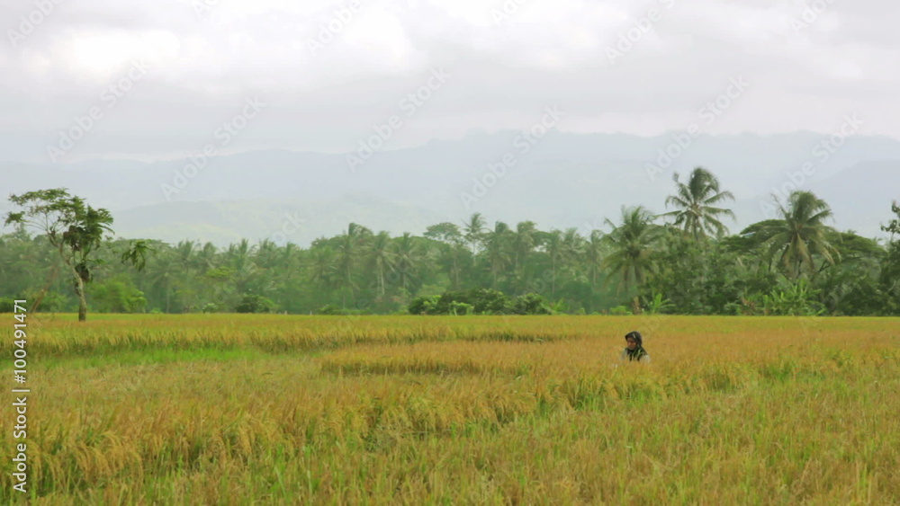 agriculture workers on rice field in bali agriculture workers on rice field in bali