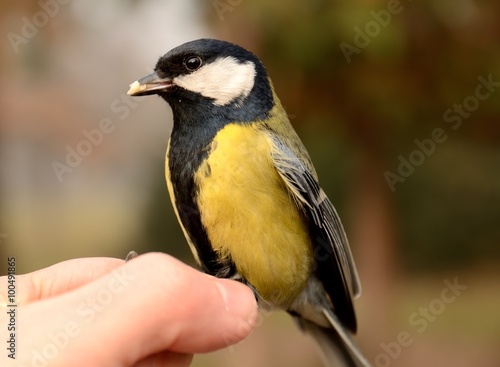 Great tit Parus major sits on hand and eats seeds