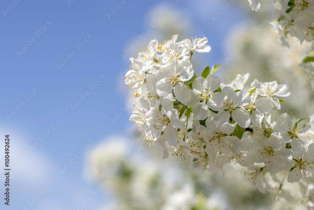 Flowers in the Tree Flowers in the Tree