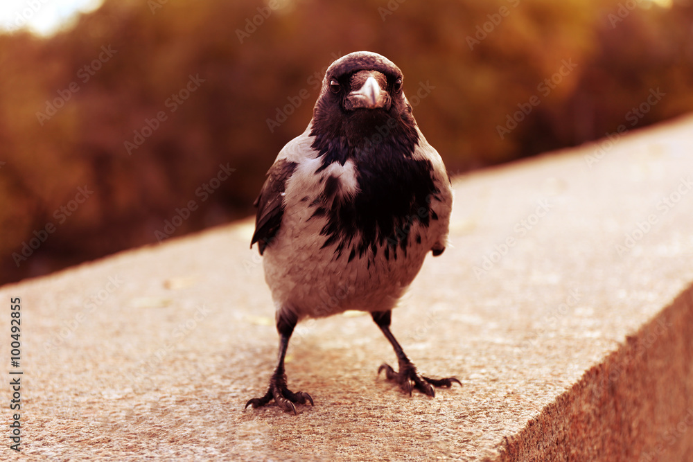 Obraz premium Crow in a park, closeup