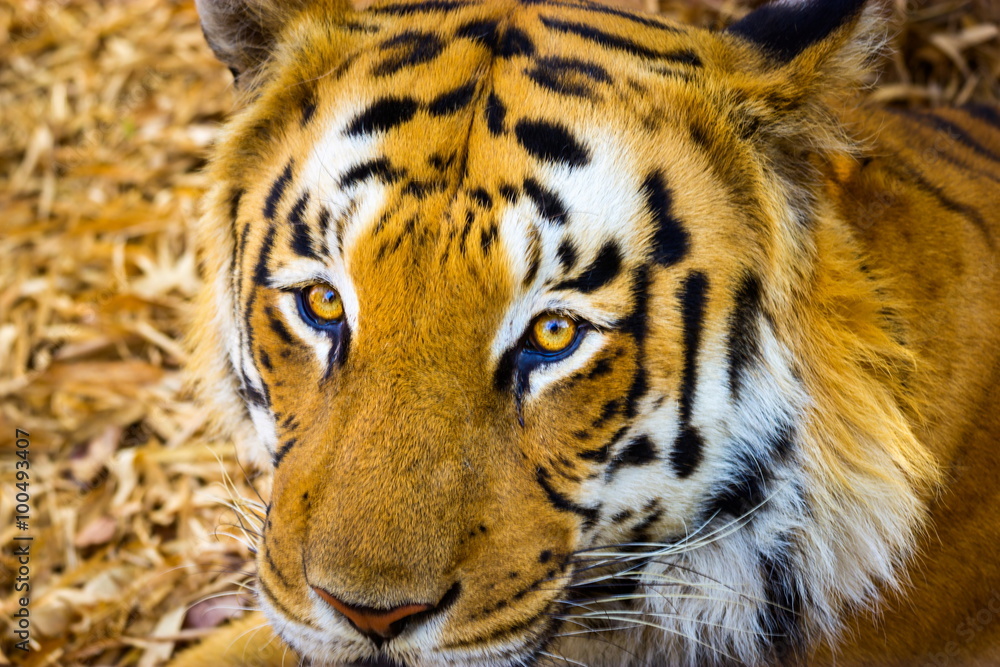 Fototapeta premium Tiger in a national park in India. These national treasures are now being protected, but due to urban growth they will never be able to roam India as they used to.
